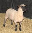 Coyote Acres Torry 472N
